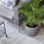 What are the best sound absorbing plants.