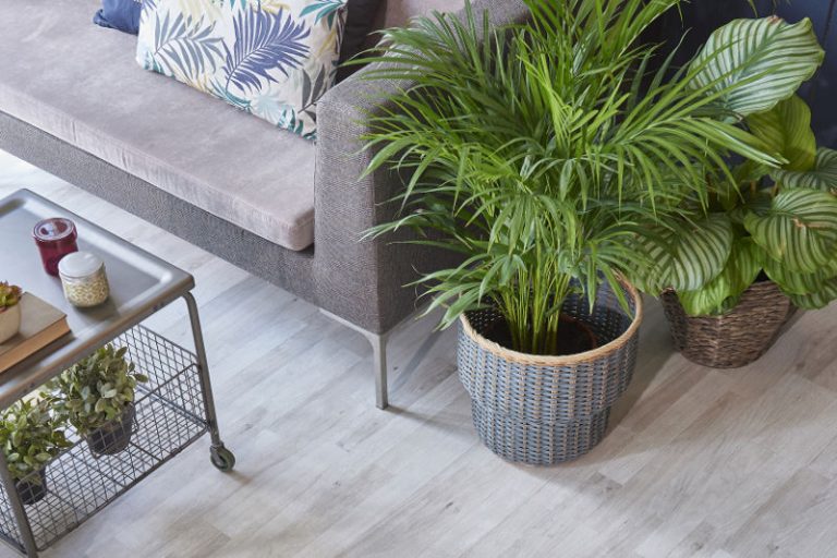 Plants as Sound Absorbers Do They Work and What Kind to Buy