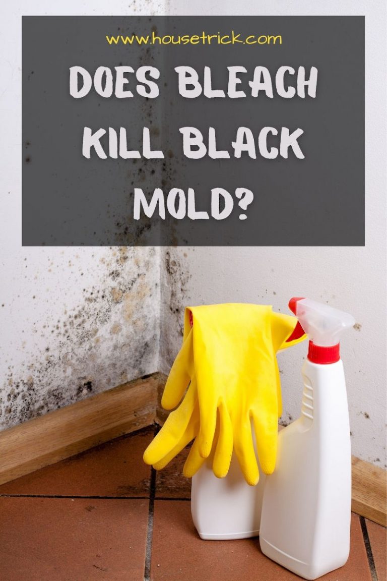 Does Bleach Kill Black Mold? (Answered) House Trick