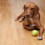 How to fix scratches in hardwood floors from a dog.