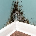 Can you kill black mold with vinegar.