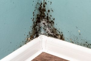 Does Vinegar Kill Black Mold? House Trick