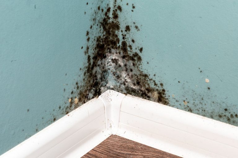 Does Vinegar Kill Black Mold? House Trick