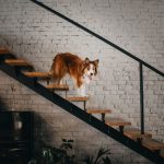 Dog standing on wooden stairs.