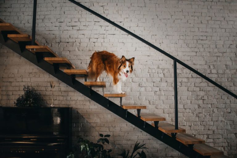 How to Make (Wooden) Stairs Less Slippery for Dogs » House Trick