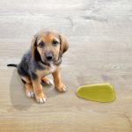 Steps to getting dog pee out of hardwood floors.