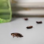 Using lights to keep roaches away.