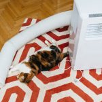 Portable ACs have a specialized tube that they use to filter out hot air.